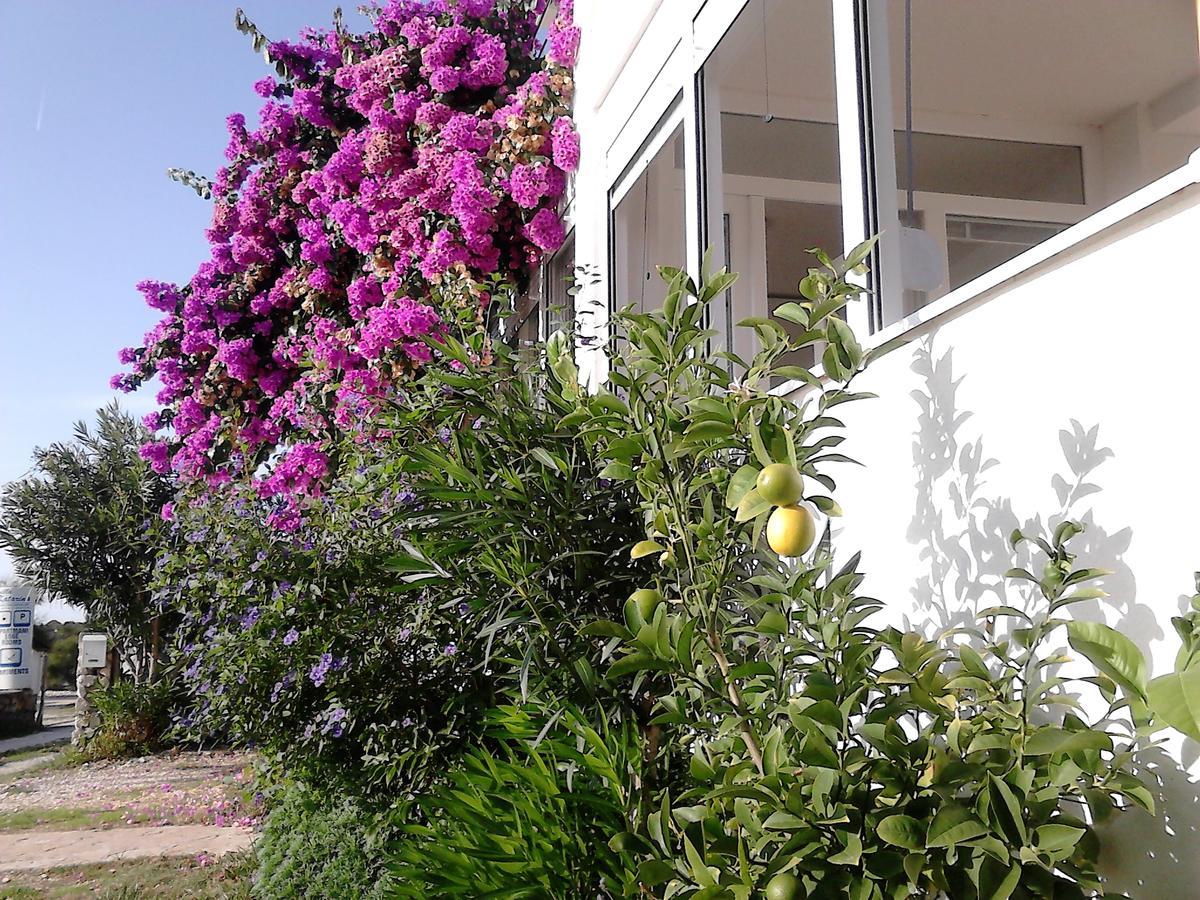 Apartment Sanja Petrcane Exterior foto